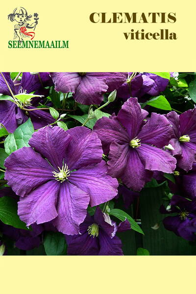 Italian vine bower (Italian Leather Flower) Clematis viticella